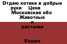 Отдаю котика в добрые руки  › Цена ­ 500 - Московская обл. Животные и растения » Кошки   . Московская обл.